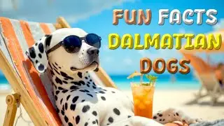 Fun Facts About Dalmatian Dogs!