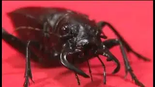 Poison 1 tournament stage 1___ Which insects will advance to the next stage?