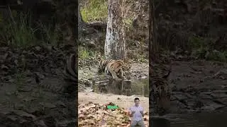 Unveiling the Secrets of the Elusive Tiger