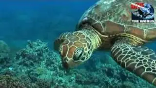 Cairns scuba diving: Great Barrier Reef, Australia diving video. Mating turtles and clownfish