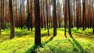 Исцеление в лесу. Пение птиц, чтобы снять напряжение и тревогу.