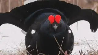 @The Animal Kingdom @Birds & Beasts @Wildlife @Nature's @Animals @Birds @The Bird and Animal Brigade