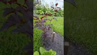 ✅Обзор майских посадок растений с WB#garden  #барбарисизчеренков#пузыреплодникизчеренков#дачавлесу #