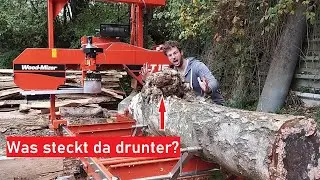 Wie sieht eine dicke Birken-Maserknolle aus? Einfach Irre! Maserknolle auf dem Sägewerk!