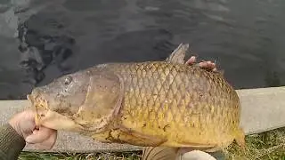 Carpe diem? IV, 40 POUND CARP : AXEMAN AND OLDGUY FISHIN