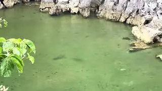 Caramoan Enchanted Bangus | February 25, 2022