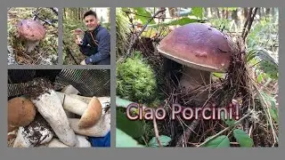 Mushroom Hunting - King Porcini