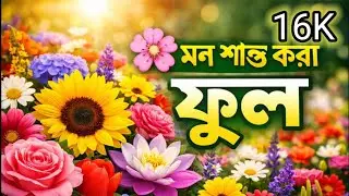 🌺 রঙিন ফুলের বিশাল কালেকশন | Long Flower Video New 4k video 2026