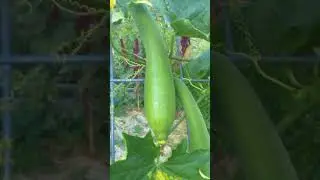 My garden plot at Oak Park Sol Community Garden
