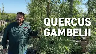 Quercus gambelii - New Trees for Changing Climates
