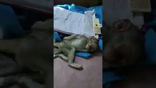 Baby orphan monkey knows its weekend and time to relax