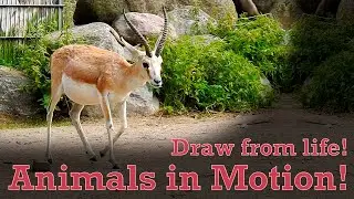 Draw from Life - Animals in Motion #24 - Goitered Gazelle