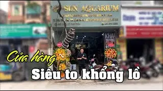 Vlog khai trương cửa hàng thủy sinh Sun Aquarium 32 Phú Diễn siêu to khổng lồ