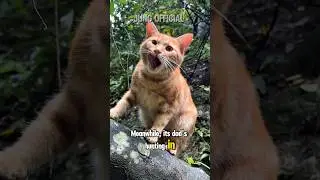 Такие ОТВЕТСТВЕННЫЕ родители😇 #кот #catsonlychannel #кошки #смешныекоты #видео с кошками