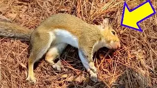 Mann rettet Eichh&ouml;rnchen vor Hitzschlag und erleidet einen Schock, als er es nach Hause bringt