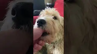 Maverick the Doodle's Adorable Thumb-Sucking