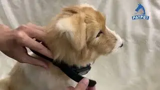 How to wear the training collar correctly | PATPET 920