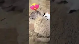 Cutest LOVE of CAT and SHEEP CARING, #shorts