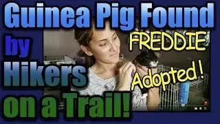 Guinea Pig Found on Hiking Trail Adopted!