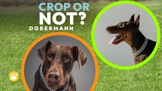 Doberman: Is Ear Cropping Worth It? (Insights and Considerations)