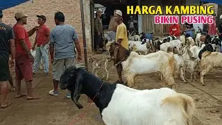 Harga Kambing Lokalan Pasar Sadar Sriwijaya 