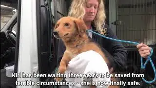 Many Tears Animal Rescue's newest arrivals from Caki, Bosnia