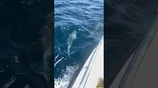 Wild Dolphins in Oman! 🐬🇴🇲 #explore #oman #dolphin