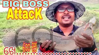 Snakehead fishing in India amazing snake head attack! #murrelfishing #fishing #video ,