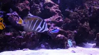 Feeding Time in My 180 Gallon Reef Tank | Engineer Goby & Friends