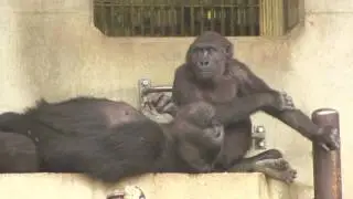 アニーを引っ張るアイを阻止するシャバーニ　Annie 's Dad  Shabbani ＆Mom  Ai behavior