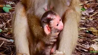 Really beautiful for new baby of mommy Clora, Cute baby feeling enjoy to drink milk