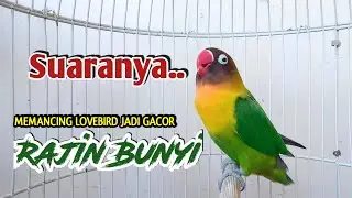 Lovebird Ngekek Panjang Mantab, Suaranya Cepat Memancing Lovebird apapun Jadi Gacor Rajin BUNYI