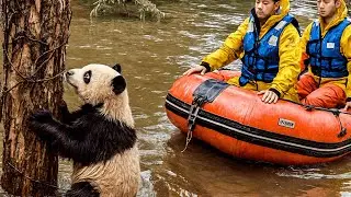 A Tiny Panda vs a Deadly Flood - What Happened Next Was Unbelievable