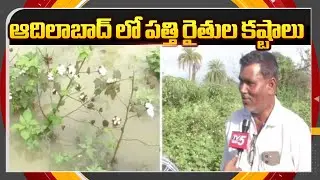 పత్తి రైతుల కష్టాలు  Cotton Crops Damage | Montha Toofan Effect In Adilabad District | TV5 NewsApT