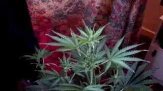 Lowryder 90w Ufo LED Grow Day 45 ( Buddha Seed Bank - Deimos )