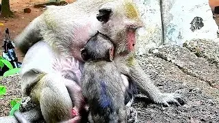 Popeye Love Baby Lori When Visit Baby Monkey Polly.