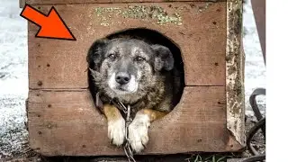 Пес несколько дней прятал что то в будке! От увиденного хозяева обомлели!
