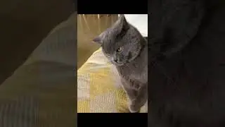 Funniest Pet Fails Compilation 2025 | Hilarious Cat and Dog Moments Gone Wrong
