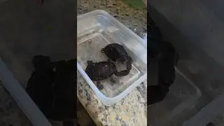 My friend Wendy feeding her Snake Neck turtles. #shorts #funnyanimals #cuteanimals #turtle #animals