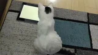 Curious Cat Mesmerized by Tablet 🐭😼🕵️