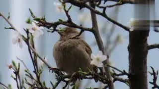 Save birds, save the environment to save ourselves.
