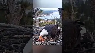 big bear bald eagle 🦅 #shadow #bigbear #eaglecam