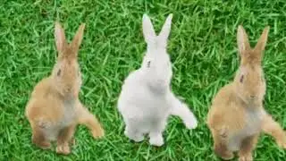 bunnies dancing to kissy, kissy
