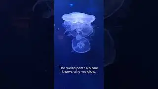 Humans glow in the dark&mdash;but only cameras can see it #Shorts #GlowWithin #UrduShorts #FactWithMeaning