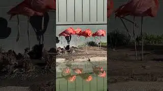 Six Flamingos Sleeping (better than 6 geese a-laying) #flamingo #tradewindstravel #travel #shorts