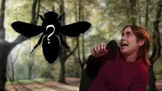 Api, vespe o calabroni? Come riconoscerli