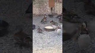 Whistling tree ducks