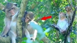 Toma grooming to cute tiny girl Alba and what did Anna do for tiny Tobias?