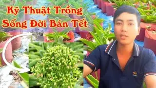 lý thuyết cơ bản khi trồng sống đời bán tết