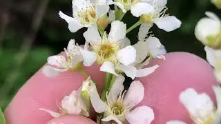 HOW TO IDENTIFY BIRD CHERRY (PRUNUS PADUS)
